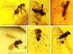 Faunitaxys Revue de Faunistique, Taxonomie et Syst&eacute;matique morphologique et mol&eacute;culaire