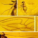 Faunitaxys Revue de Faunistique, Taxonomie et Syst&eacute;matique morphologique et mol&eacute;culaire