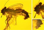 Faunitaxys Revue de Faunistique, Taxonomie et Syst&eacute;matique morphologique et mol&eacute;culaire