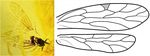 Faunitaxys Revue de Faunistique, Taxonomie et Syst&eacute;matique morphologique et mol&eacute;culaire