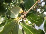 Tree Pest Alert - SDSU Extension