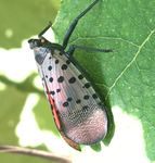 Spotted Lanternfly - University of Delaware