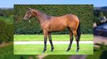 Shandream Savabeel - #106 - New Zealand Bloodstock