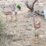 Causal Explanation of Convolutional Neural Networks - ECML ...