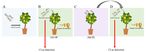 Development on Infected Citrus over Generations Increases Vector Infection by 'Candidatus Liberibacter Asiaticus in Diaphorina citri' - MDPI