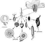 Reproduction of Flowering Plants: From Flowers to Fruits