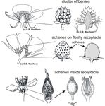Reproduction of Flowering Plants: From Flowers to Fruits
