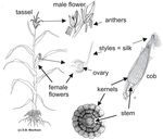Reproduction of Flowering Plants: From Flowers to Fruits