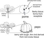 Reproduction of Flowering Plants: From Flowers to Fruits