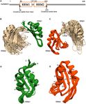 Hinge like domain motion facilitates human RBMS1 protein binding to proto-oncogene c-mycpromoter