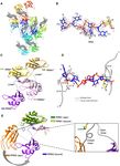 Hinge like domain motion facilitates human RBMS1 protein binding to proto-oncogene c-mycpromoter