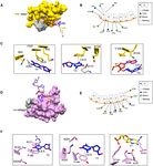 Hinge like domain motion facilitates human RBMS1 protein binding to proto-oncogene c-mycpromoter