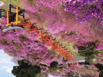 2019 Japan In Full Bloom - 11 Day Escorted Tour Tokyo to Osaka - Snowliner Travel