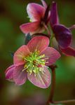 Planting instructions - AUTUMN 2021 - sarahraven.com - Sarah Raven