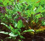 Planting instructions - AUTUMN 2021 - sarahraven.com - Sarah Raven