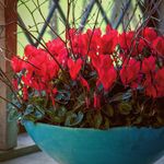 Planting instructions - AUTUMN 2021 - sarahraven.com - Sarah Raven