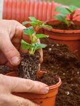 Planting instructions - AUTUMN 2021 - sarahraven.com - Sarah Raven