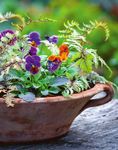 Planting instructions - AUTUMN 2021 - sarahraven.com - Sarah Raven