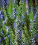 Planting instructions - AUTUMN 2021 - sarahraven.com - Sarah Raven