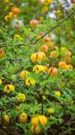 Planting instructions - AUTUMN 2021 - sarahraven.com - Sarah Raven