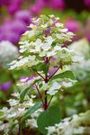 Planting instructions - AUTUMN 2021 - sarahraven.com - Sarah Raven
