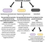 Phenotypic heterogeneity in persisters: a novel 'hunker' theory of persistence