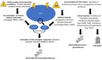Phenotypic heterogeneity in persisters: a novel 'hunker' theory of persistence