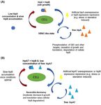 Phenotypic heterogeneity in persisters: a novel 'hunker' theory of persistence