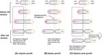 Phenotypic heterogeneity in persisters: a novel 'hunker' theory of persistence