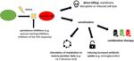Phenotypic heterogeneity in persisters: a novel 'hunker' theory of persistence