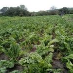 BETHEL COLLEGE Prospectus - Grade R - Grade 12 bethelcollege.org.za