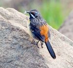 South Africa post-Flock Ultimate Endemics Tour Leaflet 2022 - BIRDING AFRICA - BirdLife South Africa