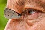 Colombian photographer documents world's largest variety of butterflies