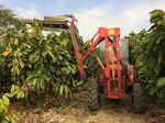 Destruction By Chocolate - Agronomy Capital Advisors