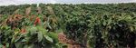Destruction By Chocolate - Agronomy Capital Advisors