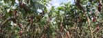 Destruction By Chocolate - Agronomy Capital Advisors