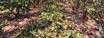 Destruction By Chocolate - Agronomy Capital Advisors
