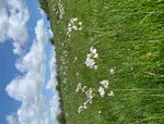 Good foundations You can't make nutritious summer hay unless you start thinking about your fields' health now. In this new mini series, expert hay ...
