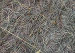 Good foundations You can't make nutritious summer hay unless you start thinking about your fields' health now. In this new mini series, expert hay ...