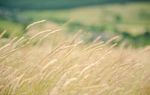Good foundations You can't make nutritious summer hay unless you start thinking about your fields' health now. In this new mini series, expert hay ...