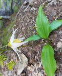 RARE PLANT PRESS From Washington Rare Plant Care & Conservation - University of Washington Botanic ...