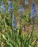 RARE PLANT PRESS From Washington Rare Plant Care & Conservation - University of Washington Botanic ...