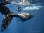 Humpbacks of Tonga - www.WhalesUnderwater.com - Swim with the - Whales Underwater
