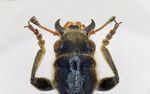 New data on distribution of checkered beetles from Kurdistan Region of Iraq (Coleoptera, Cleridae) - HOLOTIPUS ONLINE - Biotaxa