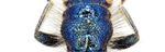 New data on distribution of checkered beetles from Kurdistan Region of Iraq (Coleoptera, Cleridae) - HOLOTIPUS ONLINE - Biotaxa