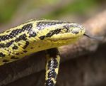 Constrictor Snakes as Injurious Wildlife