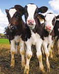 PREVENTING LEPTOSPIROSIS - PROTECTING YOUR CATTLE & YOUR FAMILY - ZOETIS.COM.AU/LS - AG Warehouse