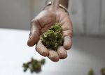Jamaica: a scientist in search of lost ganja - Phys.org