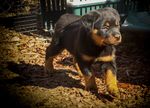 Canine Performance Scientist & Training Director - Sponsored by