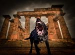 Canine Performance Scientist & Training Director - Sponsored by